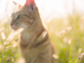阳光下的小猫-高清视频素材